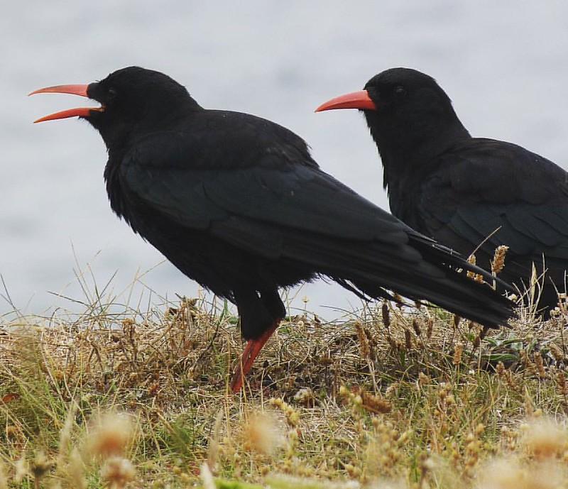 A pair of choughs
