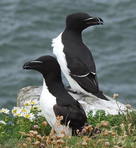 A pair of razorbills