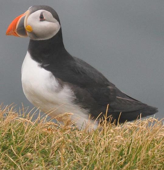 Puffin