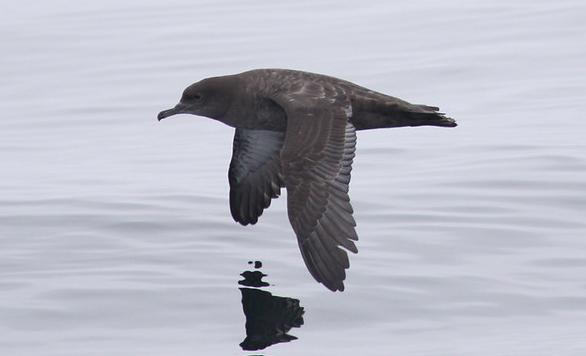 Sooty shearwater