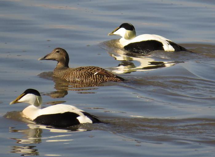 Male and female eiders