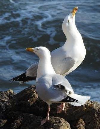 Herring gulls