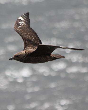 A great skua in flight