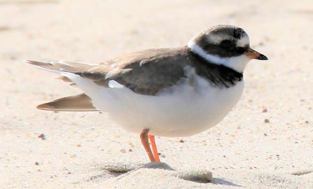 Ringed plover