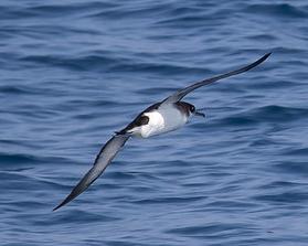A Manx shearwater in flight