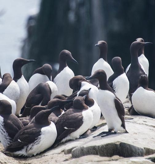 A colony of guillemots