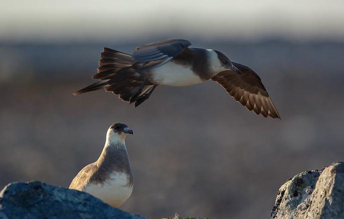 Arctic skuas