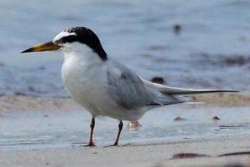 Little tern