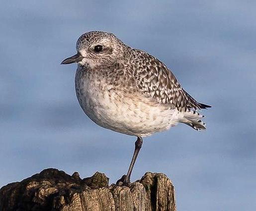 A grey plover in winter plumage