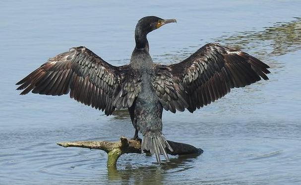 Cormorant drying its feathers in the sun