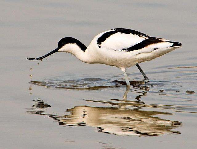 Avocet