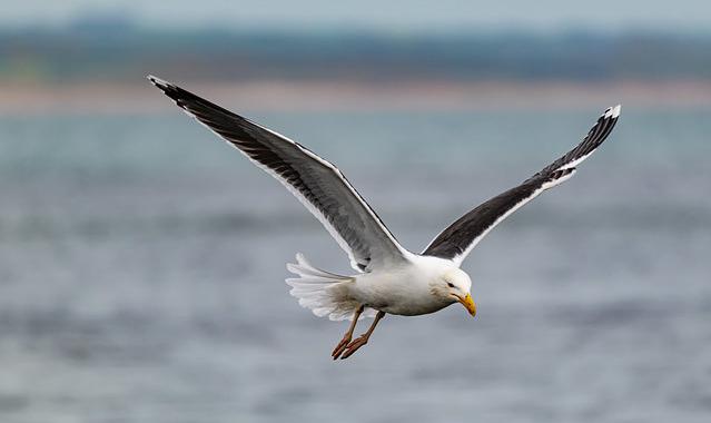 A great black-backed gull in flight