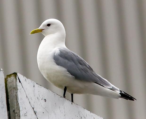 Kittiwake