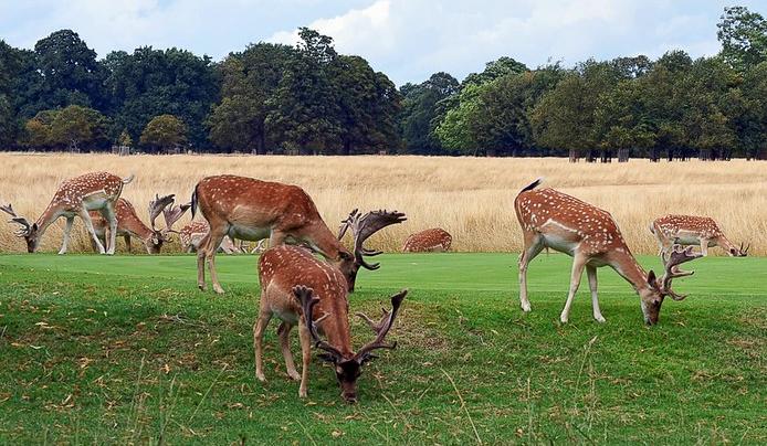 A herd of fallow deer grazing on a golf course