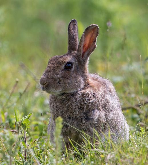 European rabbit