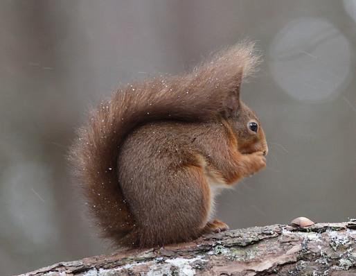Red squirrel