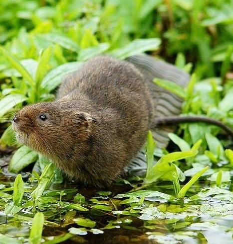 Water vole