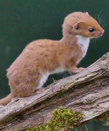 Weasel