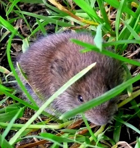 Field vole