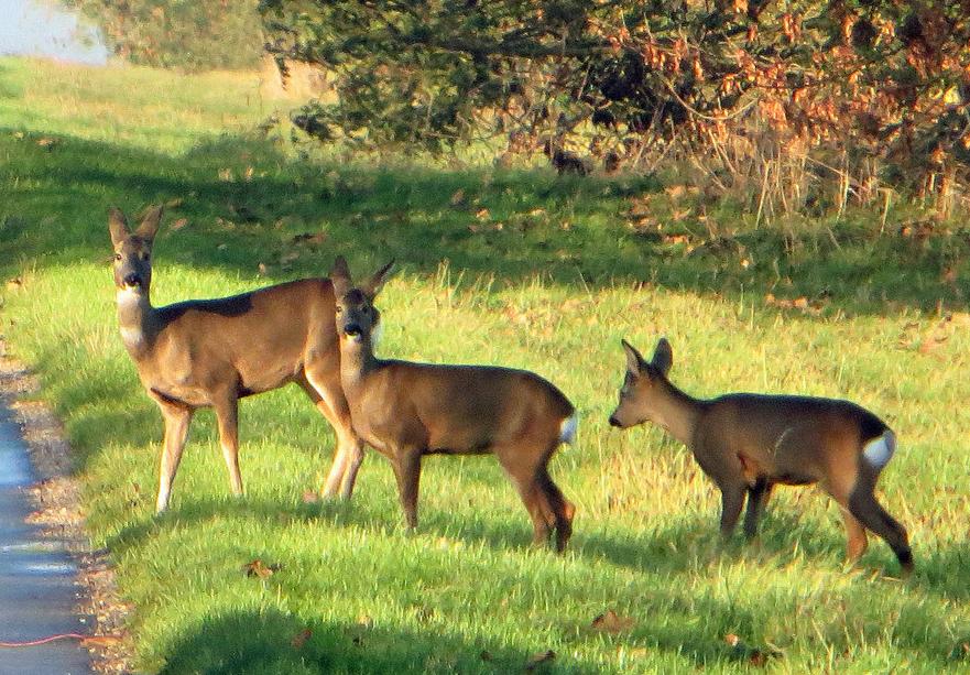 Roe deer