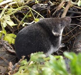 Eurasian water shrew