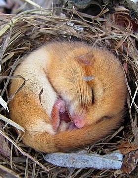 A hazel dormouse during hibernation