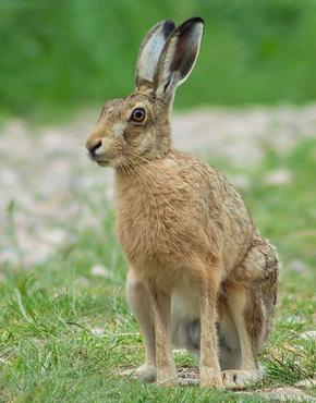 European brown hare