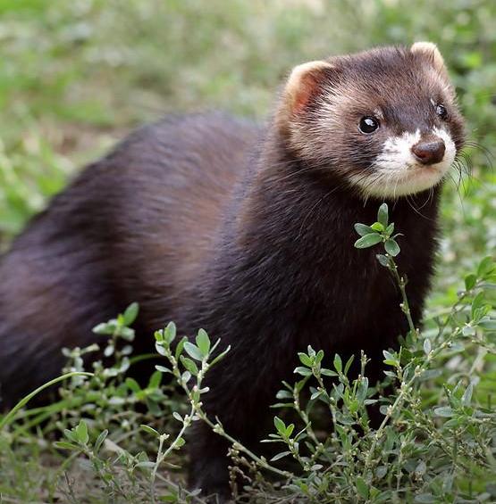 Polecat