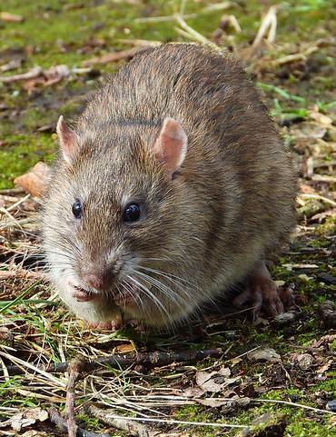 Brown rat