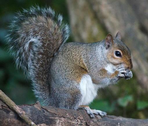 Grey squirrel