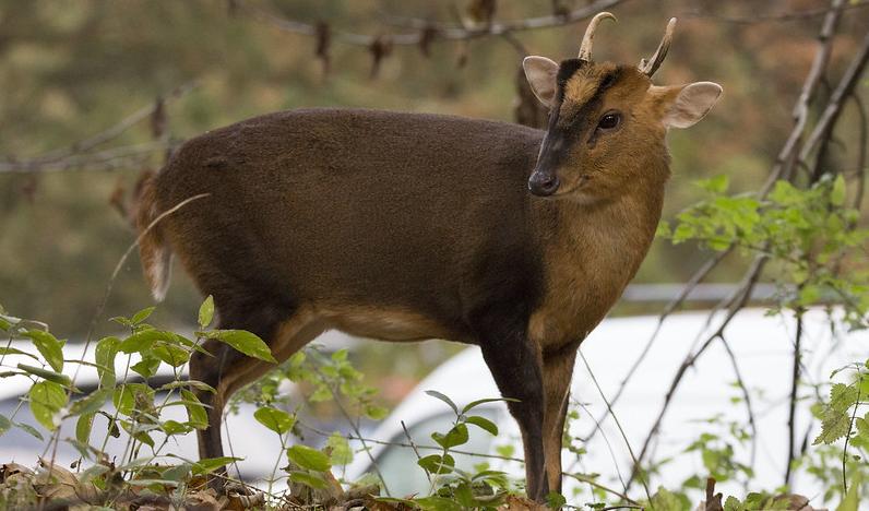 Muntjac deer