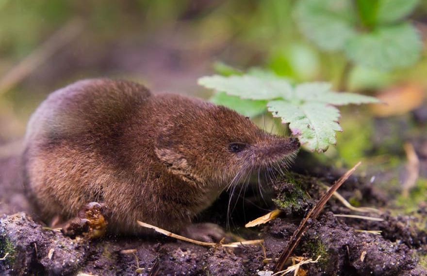 Common shrews are some of the most widespread mammals in the British Isles.