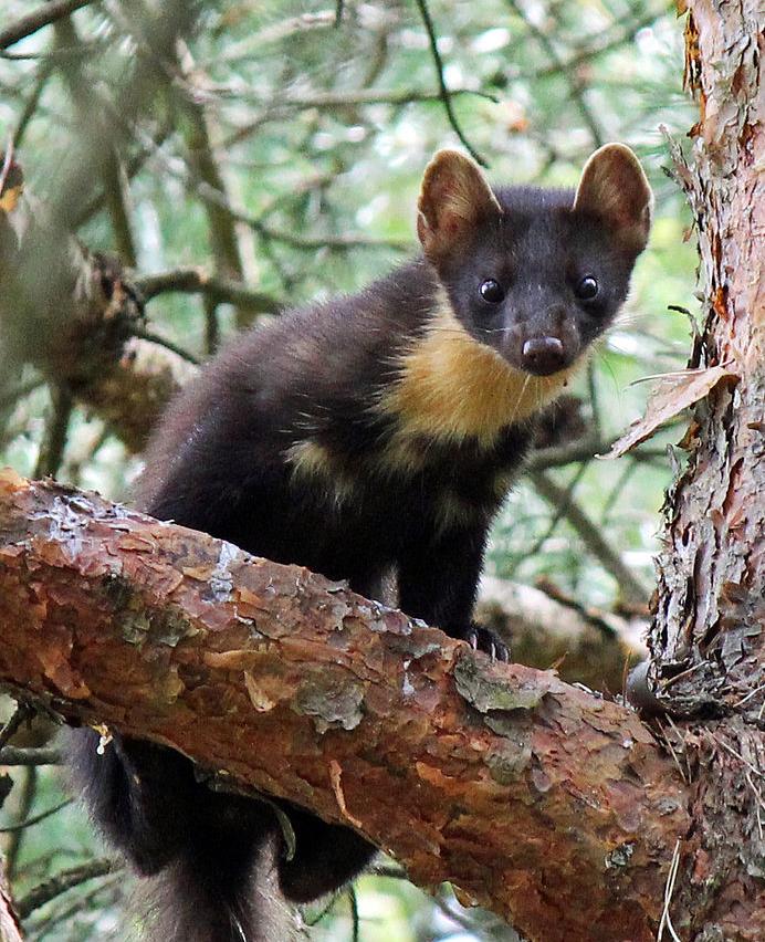 Pine marten