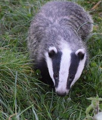 Badger