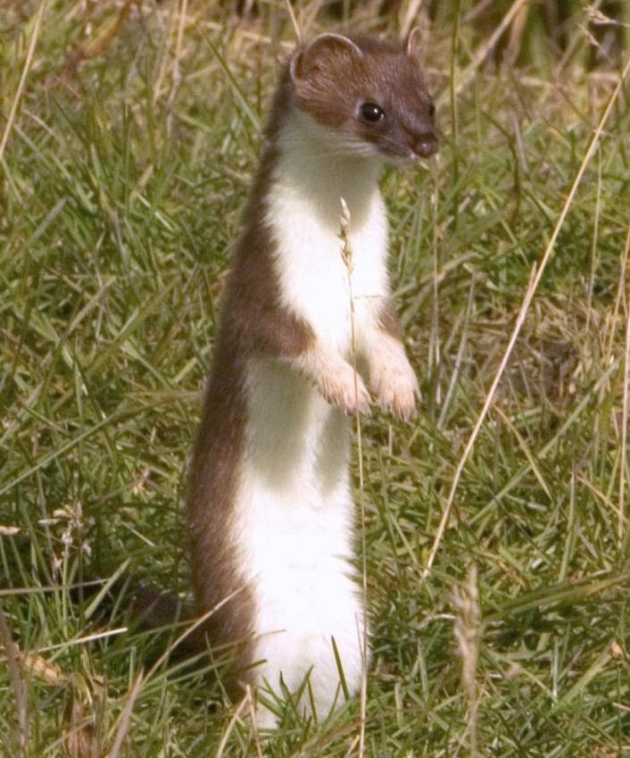 Stoat