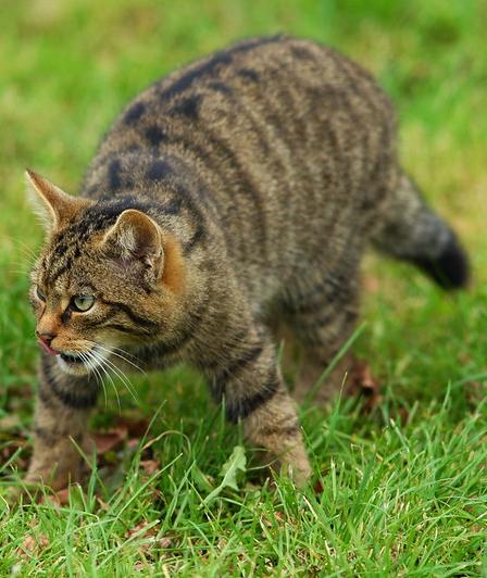 Wildcat