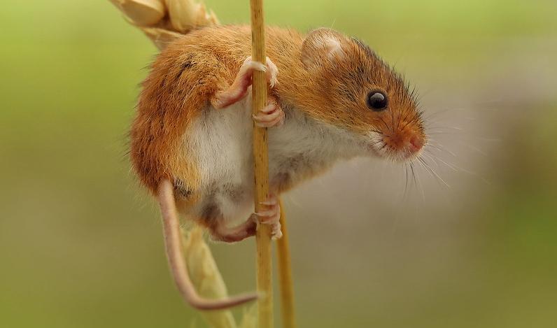 Harvest mouse