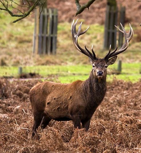A male red deer