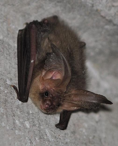 A brown long-eared bat