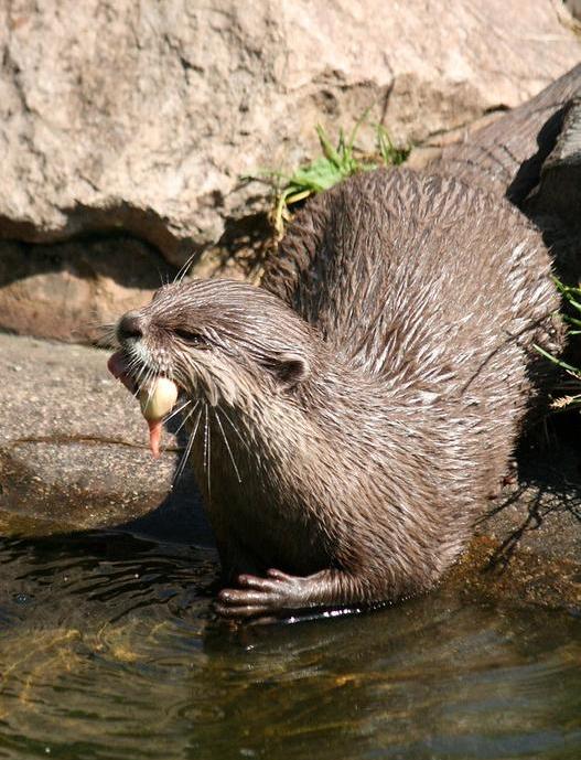 Otter