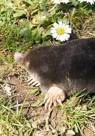 Mole