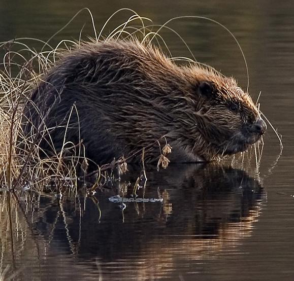 European beaver