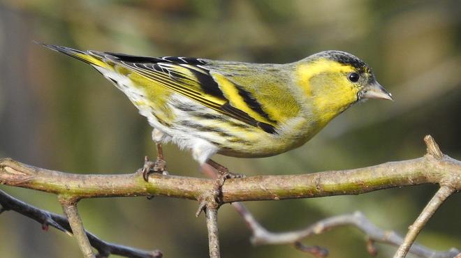 Siskin