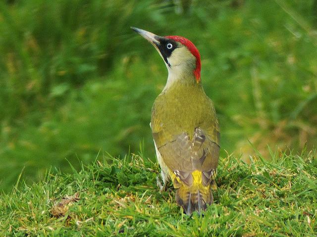 Green woodpecker