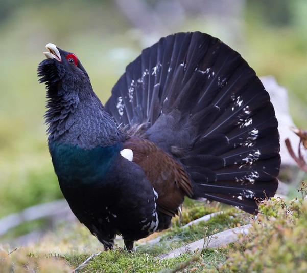 Capercaillie