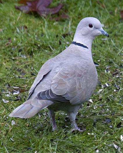 Collared dove