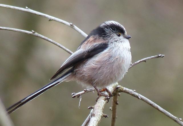 Long-tailed tit