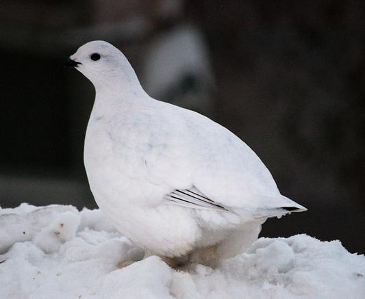 Ptarmigan