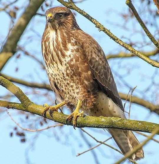 Common buzzard