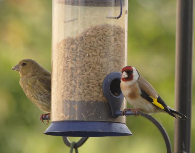 Greenfinch (left) and goldfinch (right)